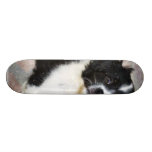 Chiot adorable au sol planches à roulettes customisées
