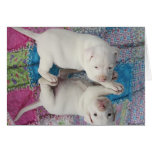 Chiot âgé sauvé de 4 semaines carte