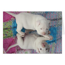 Chiot âgé sauvé de 4 semaines carte