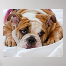 Chiot anglais de bouledogue affiches