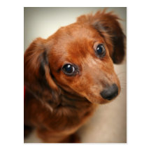 Chiot aux cheveux longs de teckel cartes postales