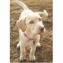 Chiot d'aimant de sculpture en Riley Photo En Relief