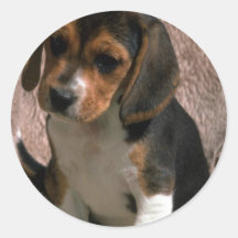 Chiot de beagle autocollants