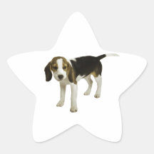 Chiot de beagle sticker en étoile