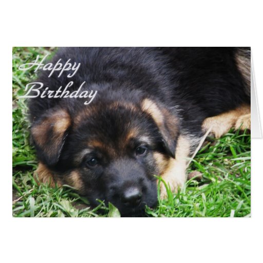 chiot_de_berger_allemand_carte_danniversaire-r885c0019acde4df6bb5c18b77cce38ce_xvuak_8byvr_512.jpg