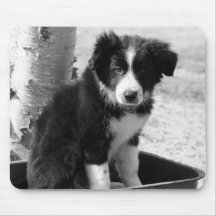 Chiot de border collie tapis de souris