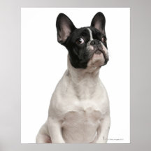 Chiot de bouledogue français (5 mois) affiche