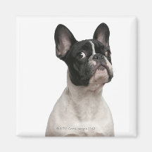 Chiot de bouledogue français (5 mois) aimant pour réfrigérateur