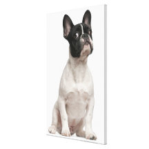 Chiot de bouledogue français (5 mois) toile tendue