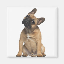 Chiot de bouledogue français (7 mois) magnets
