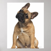 Chiot de bouledogue français (7 mois) posters