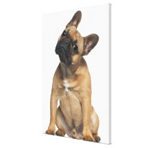 Chiot de bouledogue français (7 mois) impression sur toile