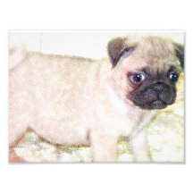 Chiot de carlin photos d’art