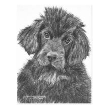 Chiot de chien de Terre-Neuve Cartes Postales