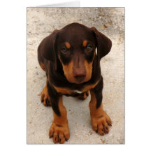 Chiot de dobermann cartes