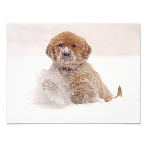 Chiot de golden retriever dans la neige art photographique
