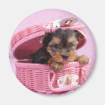 Chiot de terrier de Yorkshire Magnets Pour Réfrigérateur
