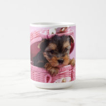 Chiot de terrier de Yorkshire Tasses À Café