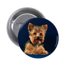 Chiot de Yorkshire Terrier Badge Avec Épingle