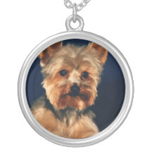 Chiot de Yorkshire Terrier Colliers