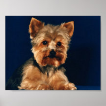Chiot de Yorkshire Terrier Posters