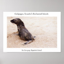 Chiot d'otarie après une dégringolade sur la plage affiches