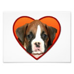 Chiot du boxeur de Valentine Impression Photo