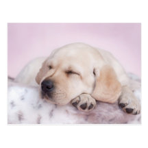 Chiot jaune de labrador retriever carte postale