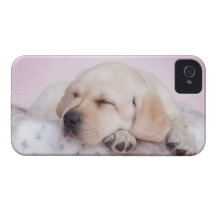 Chiot jaune de labrador retriever coque iPhone 4