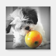Chiot mignon avec l'aimant d'Apple