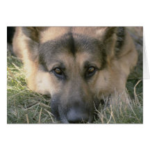 Chiot mignon parfait d'image carte de vœux