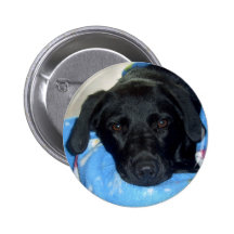 Chiot noir de laboratoire badges avec agrafe