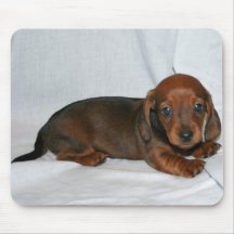 Chiot rouge foncé de teckel tapis de souris