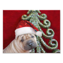 Chiot shar de pei de Noël Photographes