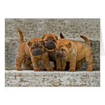 Chiots 3 de Shar-Pei dans une rangée Cartes De Vœux