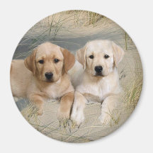 Chiots d'aimant de labrador retriever sur la plage