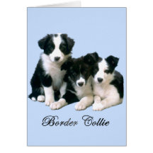 Chiots de border collie carte de vœux