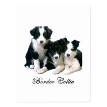 Chiots de border collie carte postale