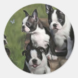 Chiots de Boston Terrier Adhésifs