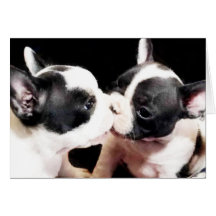 Chiots de bouledogue français cartes