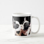 Chiots de bouledogue français mug
