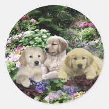 Chiots de golden retriever dans l'autocollant de j