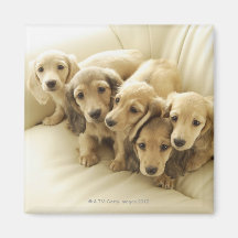 Chiots de saucisse aimants pour réfrigérateur