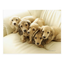 Chiots de saucisse cartes postales