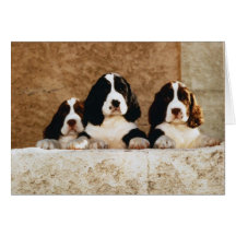 Chiots mignons parfaits d'image cartes