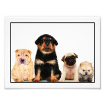 Chiots Photographie
