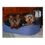 chiots sur une carte postale