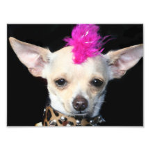 Chiwawa de punk rock photographies d’art