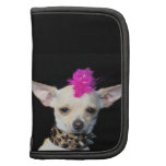 Chiwawa de rocker punk agenda
