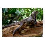 CHLAMYDOSAURUS KINGII CARTES